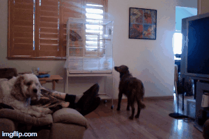 I want the birdie! | image tagged in gifs,dog,dove | made w/ Imgflip images-to-gif maker