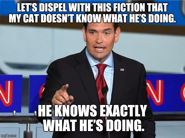 Marco Rubio | LET’S DISPEL WITH THIS FICTION THAT MY CAT DOESN’T KNOW WHAT HE’S DOING. HE KNOWS EXACTLY WHAT HE’S DOING. | image tagged in marco rubio,AdviceAnimals | made w/ Imgflip meme maker
