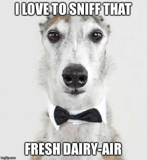 GREYHOUND | I LOVE TO SNIFF THAT FRESH DAIRY-AIR | image tagged in greyhound | made w/ Imgflip meme maker