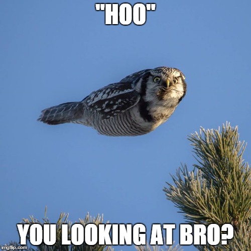 They See Me Flyin'  They Hatin'  | "HOO"; YOU LOOKING AT BRO? | image tagged in owls,memes,what what | made w/ Imgflip meme maker