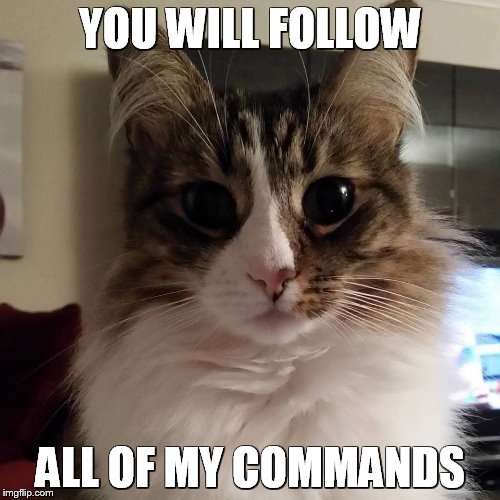 Trixie black eyes | YOU WILL FOLLOW; ALL OF MY COMMANDS | image tagged in trixie black eyes | made w/ Imgflip meme maker