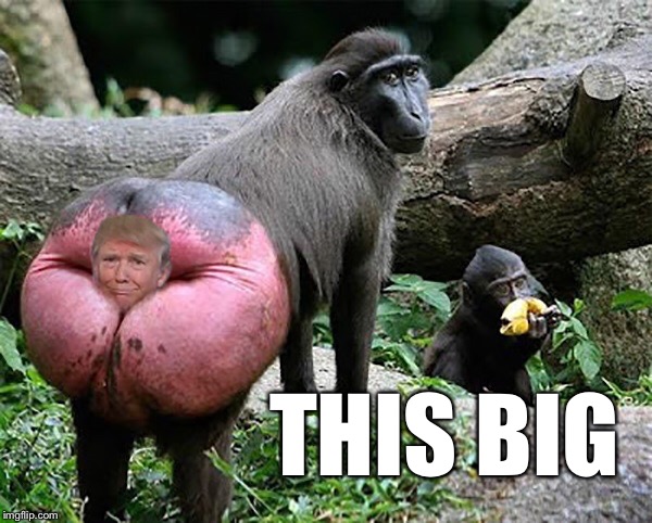 Donald trump baboon rump | THIS BIG | image tagged in donald trump baboon rump | made w/ Imgflip meme maker