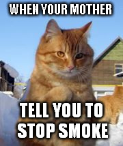 badass cat | WHEN YOUR MOTHER; TELL YOU TO STOP SMOKE | image tagged in cat,why me | made w/ Imgflip meme maker