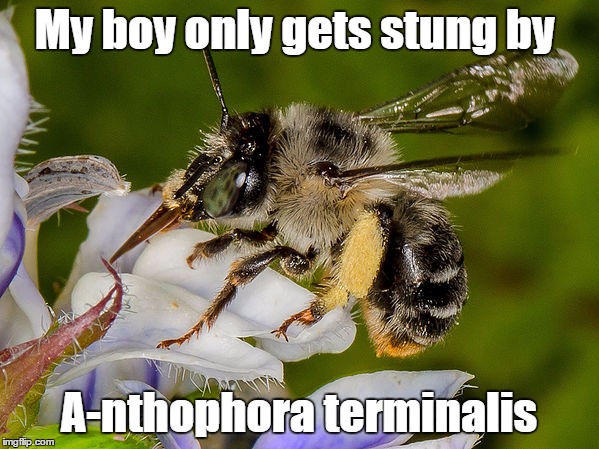 My boy only gets stung by A-nthophora terminalis | made w/ Imgflip meme maker
