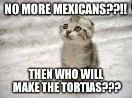 Sad Cat | NO MORE MEXICANS??!! THEN WHO WILL MAKE THE TORTIAS??? | image tagged in memes,sad cat | made w/ Imgflip meme maker