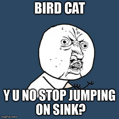 Y U No Meme | BIRD CAT Y U NO STOP JUMPING ON SINK? | image tagged in memes,y u no | made w/ Imgflip meme maker