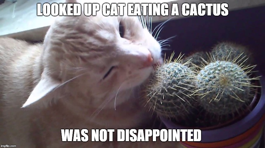 i randomly thought of this. had no clue it was real xD | LOOKED UP CAT EATING A CACTUS; WAS NOT DISAPPOINTED | image tagged in memes,funny | made w/ Imgflip meme maker