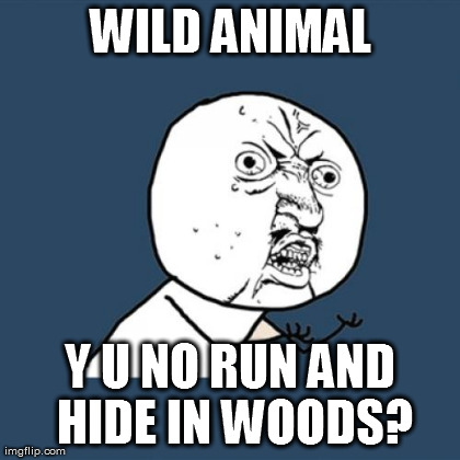 Y U No Meme | WILD ANIMAL Y U NO RUN AND HIDE IN WOODS? | image tagged in memes,y u no | made w/ Imgflip meme maker