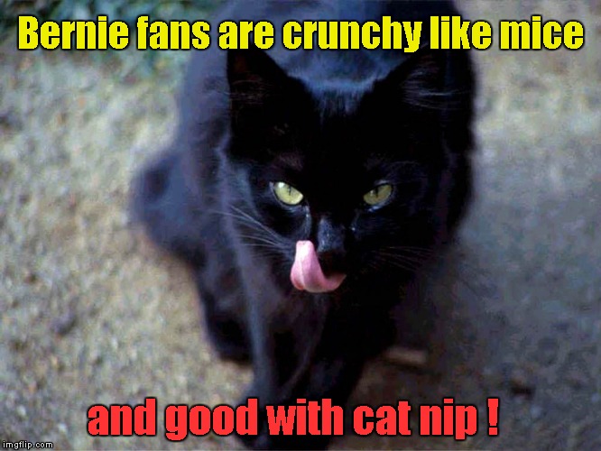 Bernie fans good with cat nip | Bernie fans are crunchy like mice; and good with cat nip ! | image tagged in bernie sanders,black cat | made w/ Imgflip meme maker