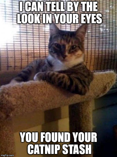 cats | I CAN TELL BY THE LOOK IN YOUR EYES; YOU FOUND YOUR CATNIP STASH | image tagged in cats | made w/ Imgflip meme maker