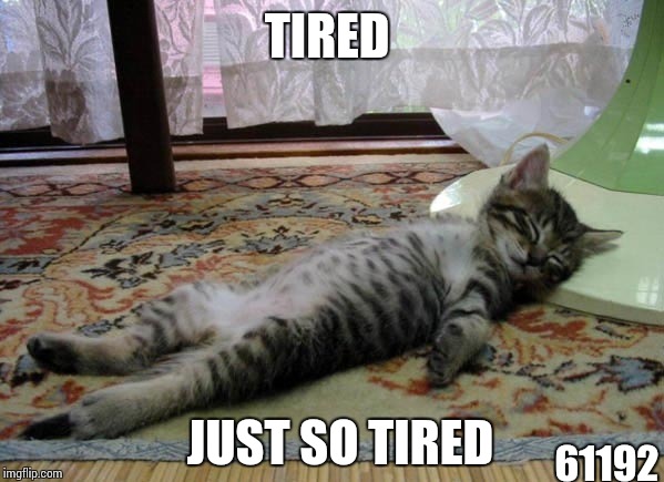 TIRED; JUST SO TIRED; 61192 | image tagged in funny sleepin cat | made w/ Imgflip meme maker