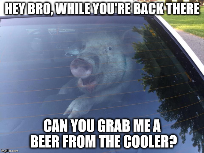  HEY BRO, WHILE YOU'RE BACK THERE; CAN YOU GRAB ME A BEER FROM THE COOLER? | image tagged in bro pig | made w/ Imgflip meme maker
