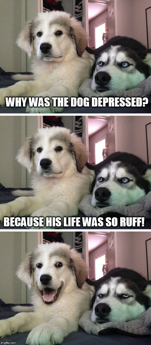 Bad pun dogs | WHY WAS THE DOG DEPRESSED? BECAUSE HIS LIFE WAS SO RUFF! | image tagged in bad pun dogs,funny,funny memes,memes,meme,bad pun | made w/ Imgflip meme maker