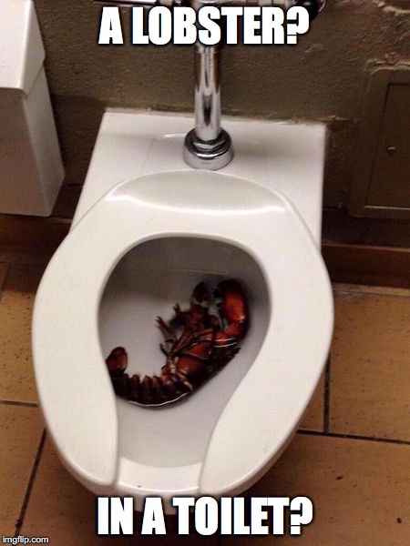 Lobster in a Toliet | A LOBSTER? IN A TOILET? | image tagged in memes,lobster,toilet humor | made w/ Imgflip meme maker