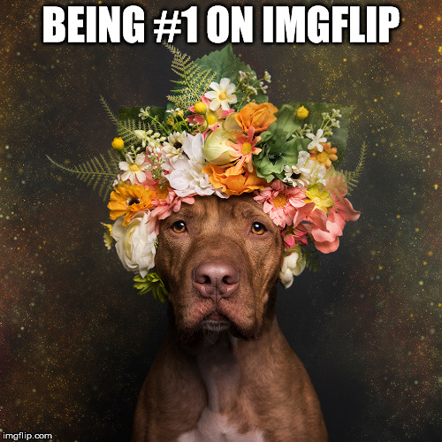 le growl | BEING #1 ON IMGFLIP | image tagged in what | made w/ Imgflip meme maker
