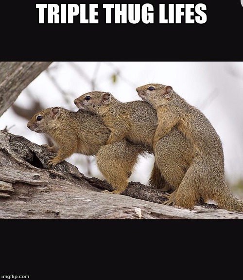 Squirrels having threesomes | TRIPLE THUG LIFES | image tagged in squirrels having threesomes | made w/ Imgflip meme maker