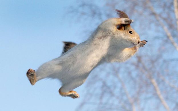 High Quality flying squirrel Blank Meme Template