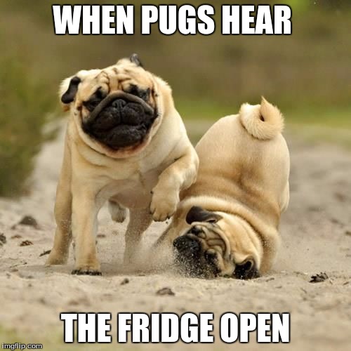 RUN! pugs | WHEN PUGS HEAR; THE FRIDGE OPEN | image tagged in run pugs | made w/ Imgflip meme maker