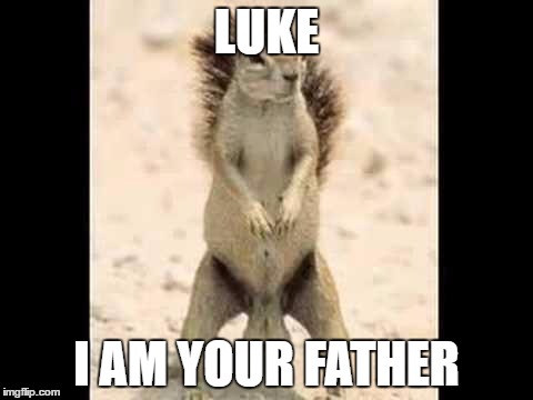 Squirrel nuts | LUKE; I AM YOUR FATHER | image tagged in squirrel nuts | made w/ Imgflip meme maker