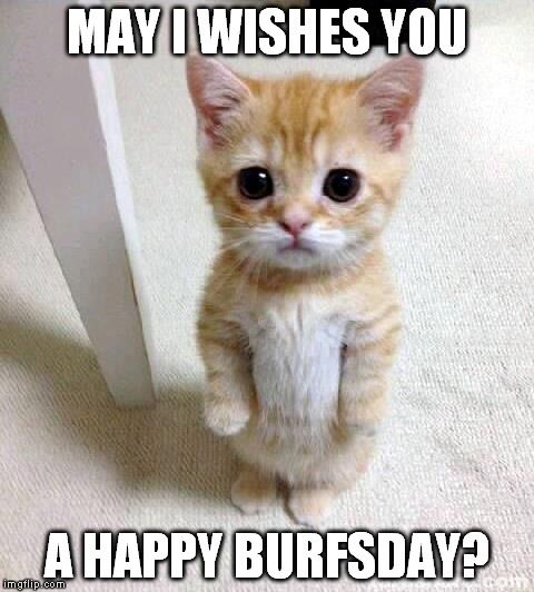 Cute Cat | MAY I WISHES YOU; A HAPPY BURFSDAY? | image tagged in memes,cute cat | made w/ Imgflip meme maker