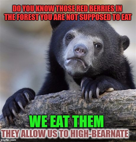 Confession Bear | DO YOU KNOW THOSE RED BERRIES IN THE FOREST YOU ARE NOT SUPPOSED TO EAT; WE EAT THEM; THEY ALLOW US TO HIGH-BEARNATE | image tagged in memes,confession bear | made w/ Imgflip meme maker