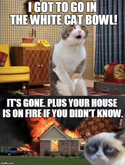 Gotta Go Cat Meme | I GOT TO GO IN THE WHITE CAT BOWL! IT'S GONE. PLUS YOUR HOUSE IS ON FIRE IF YOU DIDN'T KNOW. | image tagged in memes,gotta go cat,scumbag | made w/ Imgflip meme maker