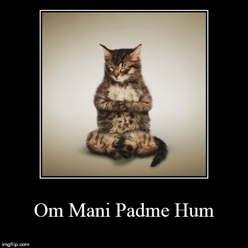 Buddha Cat | image tagged in funny,demotivationals | made w/ Imgflip demotivational maker