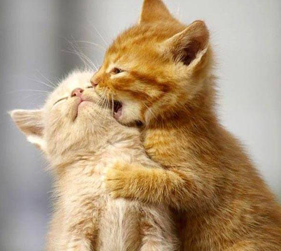 High Quality Kissing Kittens  Blank Meme Template