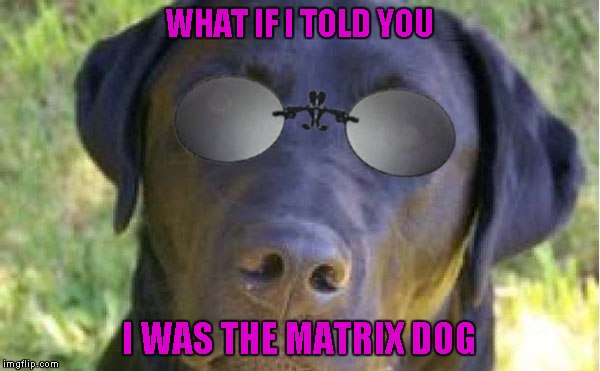 WHAT IF I TOLD YOU I WAS THE MATRIX DOG | made w/ Imgflip meme maker