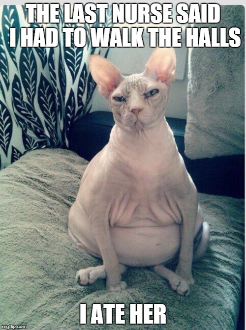 Heavily pregnant cat | THE LAST NURSE SAID I HAD TO WALK THE HALLS; I ATE HER | image tagged in heavily pregnant cat | made w/ Imgflip meme maker