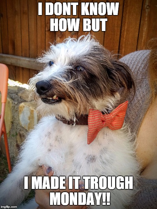 DR. JEKYLL  | I DONT KNOW HOW BUT; I MADE IT TROUGH MONDAY!! | image tagged in monday,dog,hell,made it | made w/ Imgflip meme maker