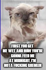 Wet Cat | FIRST YOU GET ME  WET  AND NOW YOU'RE GONNA FEED ME AT MIDNIGHT, I'M NOT A FUCKING GREMLIN | image tagged in wet cat | made w/ Imgflip meme maker