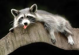 High Quality Sleep the Raccoon Blank Meme Template