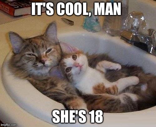 cats in sink | IT'S COOL, MAN; SHE'S 18 | image tagged in cats in sink | made w/ Imgflip meme maker
