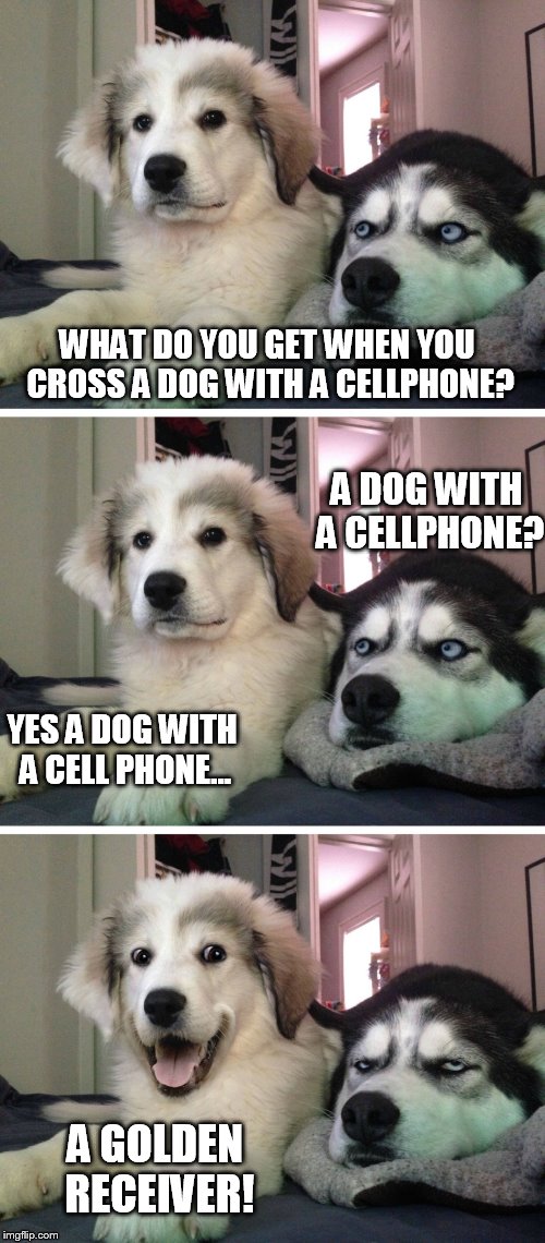 Bad pun dogs | WHAT DO YOU GET WHEN YOU CROSS A DOG WITH A CELLPHONE? A DOG WITH A CELLPHONE? YES A DOG WITH A CELL PHONE... A GOLDEN RECEIVER! | image tagged in bad pun dogs,funny,funny memes,meme,memes,bad pun | made w/ Imgflip meme maker