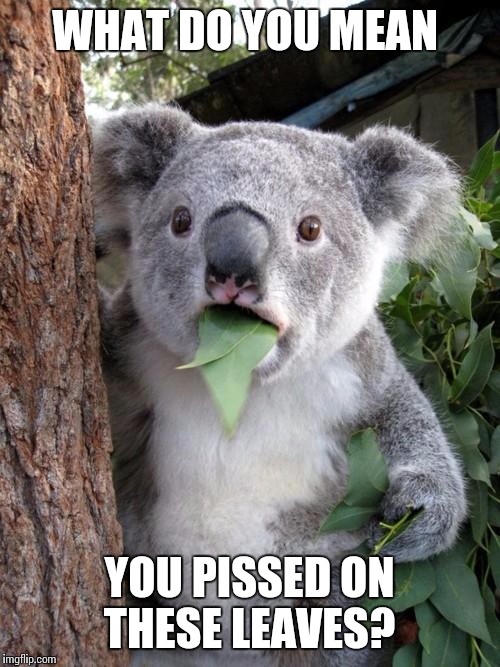 Surprised Koala |  WHAT DO YOU MEAN; YOU PISSED ON THESE LEAVES? | image tagged in memes,surprised koala | made w/ Imgflip meme maker
