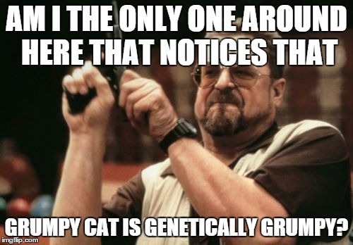Am I The Only One Around Here Meme | AM I THE ONLY ONE AROUND HERE THAT NOTICES THAT; GRUMPY CAT IS GENETICALLY GRUMPY? | image tagged in memes,am i the only one around here | made w/ Imgflip meme maker