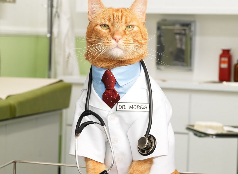 High Quality Cat Doctor Blank Meme Template