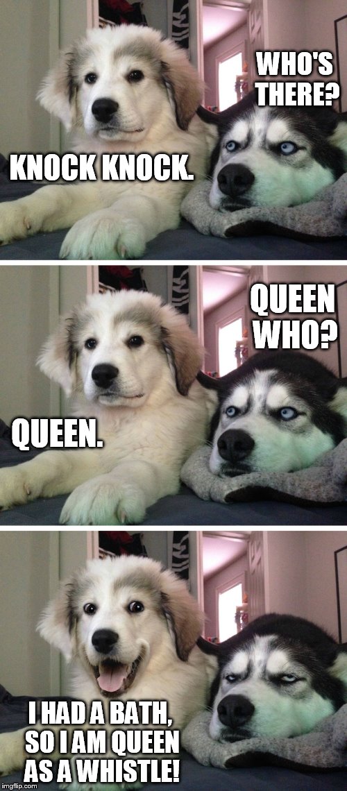 Bad pun dogs | WHO'S THERE? KNOCK KNOCK. QUEEN WHO? QUEEN. I HAD A BATH, SO I AM QUEEN AS A WHISTLE! | image tagged in bad pun dogs,funny,funny memes,memes,knock knock,meme | made w/ Imgflip meme maker