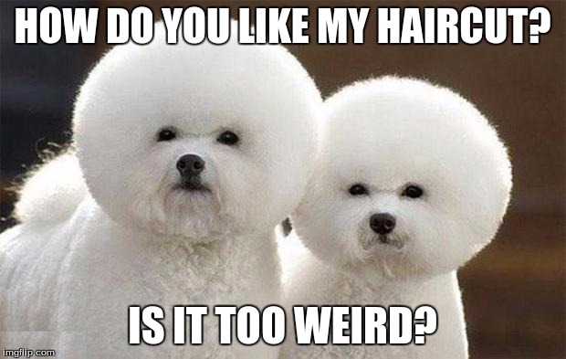 Spaceball Dogs | HOW DO YOU LIKE MY HAIRCUT? IS IT TOO WEIRD? | image tagged in spaceball dogs | made w/ Imgflip meme maker