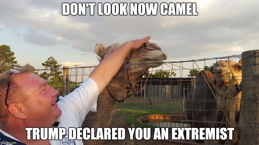 DON'T LOOK NOW CAMEL; TRUMP DECLARED YOU AN EXTREMIST | image tagged in don't look now camel | made w/ Imgflip meme maker