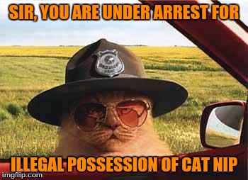 avo2484catsheriff | SIR, YOU ARE UNDER ARREST FOR; ILLEGAL POSSESSION OF CAT NIP | image tagged in cats,memes,funny cats | made w/ Imgflip meme maker