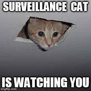 Ceiling Cat | SURVEILLANCE  CAT; IS WATCHING YOU | image tagged in memes,ceiling cat | made w/ Imgflip meme maker