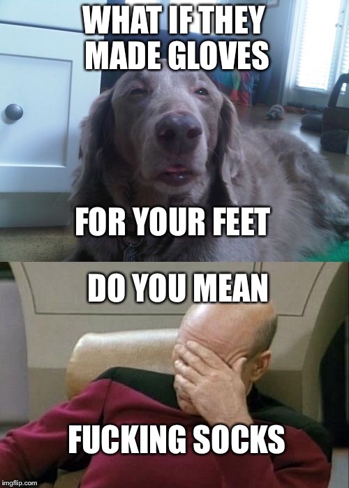 WHAT IF THEY MADE GLOVES; FOR YOUR FEET; DO YOU MEAN; FUCKING SOCKS | image tagged in dumbass | made w/ Imgflip meme maker