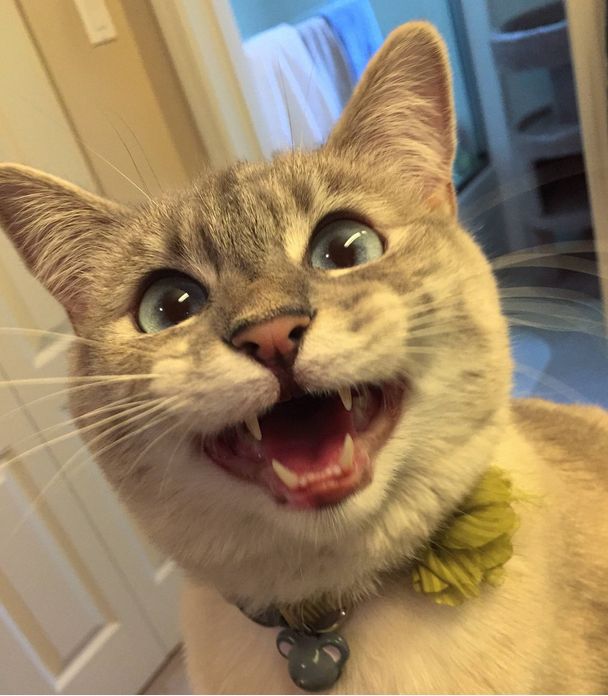 High Quality Excited Cat Blank Meme Template