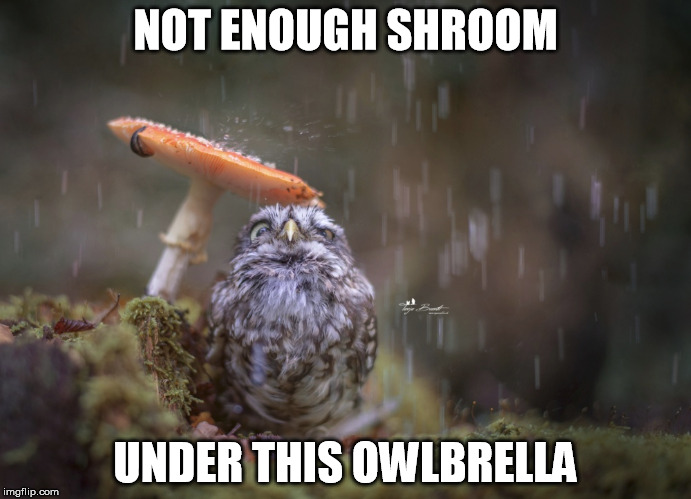 NOT ENOUGH SHROOM; UNDER THIS OWLBRELLA | image tagged in owl,mushroom | made w/ Imgflip meme maker