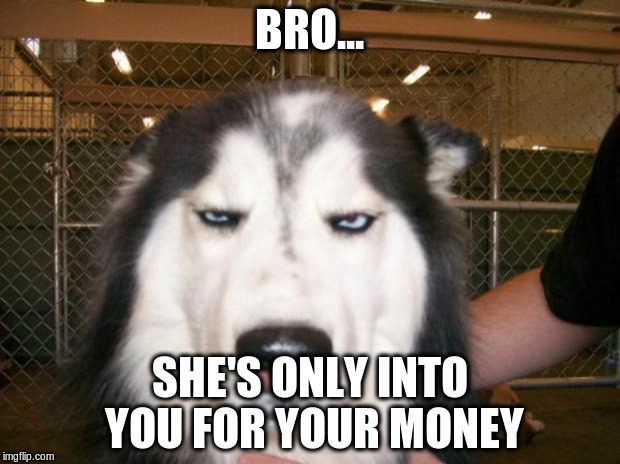 Did you know that "cynical" comes from the ancient Greek word for "dog-like"? |  BRO... SHE'S ONLY INTO YOU FOR YOUR MONEY | image tagged in annoyed dog,memes | made w/ Imgflip meme maker