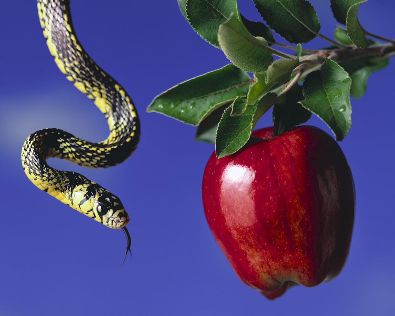 High Quality Serpent & The Apple Blank Meme Template
