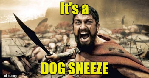 Sparta Leonidas Meme | It's a DOG SNEEZE | image tagged in memes,sparta leonidas | made w/ Imgflip meme maker