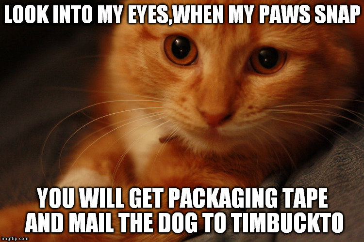 hypnotist cat | LOOK INTO MY EYES,WHEN MY PAWS SNAP; YOU WILL GET PACKAGING TAPE AND MAIL THE DOG TO TIMBUCKTO | image tagged in cats | made w/ Imgflip meme maker
